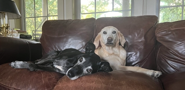 Operators are standing by